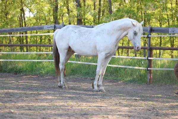 Foundation Appaloosa