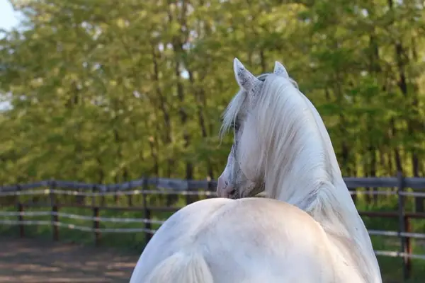 Foundation Appaloosa