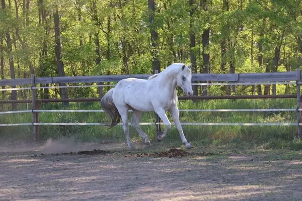 Foundation Appaloosa