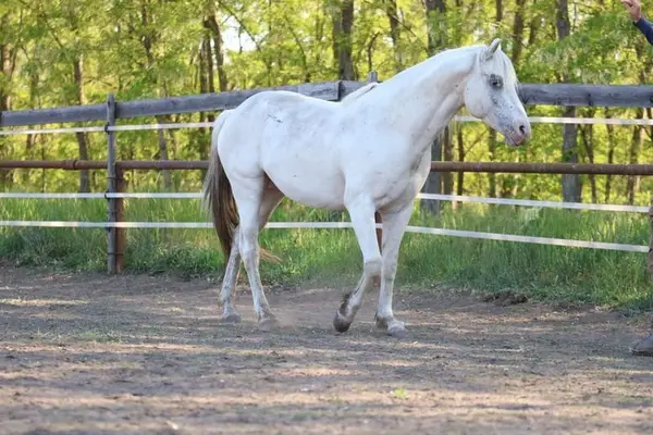 Foundation Appaloosa