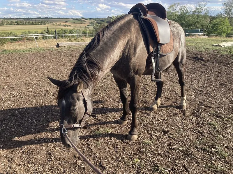 außergewöhnlicher Appaloosa