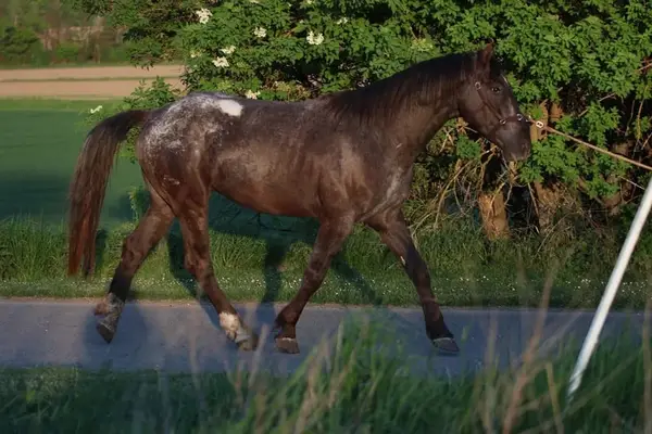 außergewöhnlicher Appaloosa