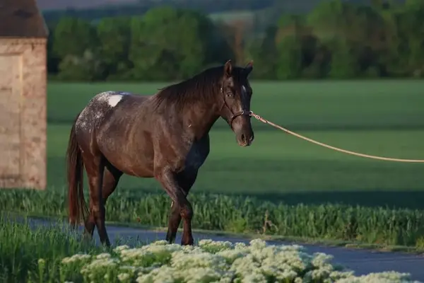 außergewöhnlicher Appaloosa