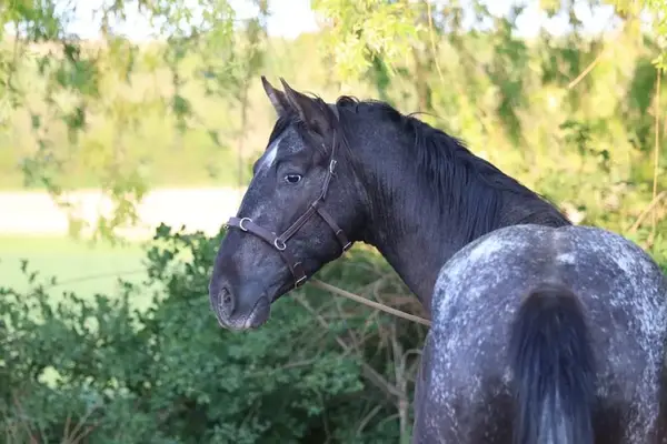 außergewöhnlicher Appaloosa