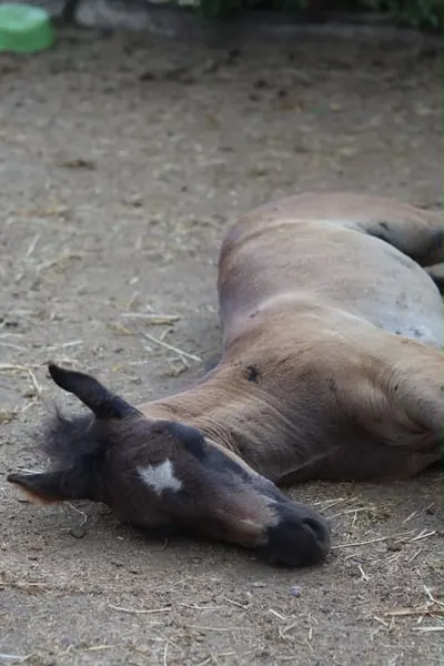 Appaloosa Fohlen - 2026