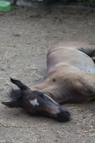 Appaloosa Fohlen - 2026