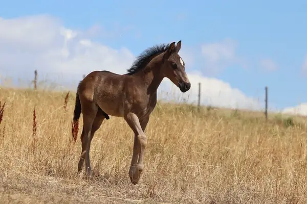 Appaloosa Fohlen - 2026