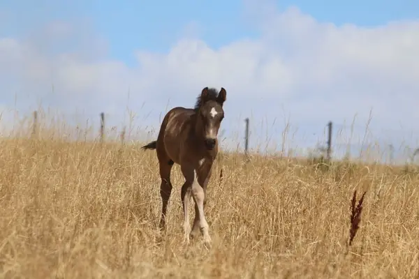 Appaloosa Fohlen - 2026