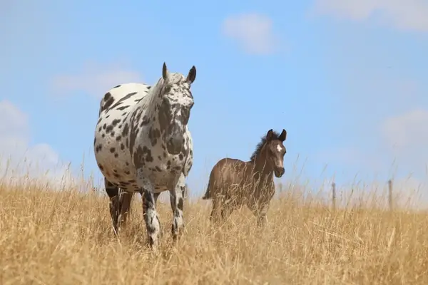 Appaloosa Fohlen - 2026