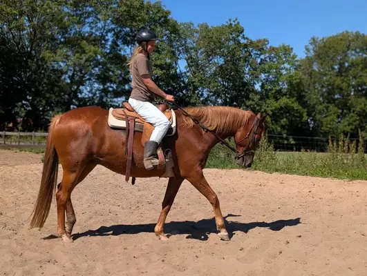 Vielseitige Trakehnerstute "Valea", liebevoll & intelligent