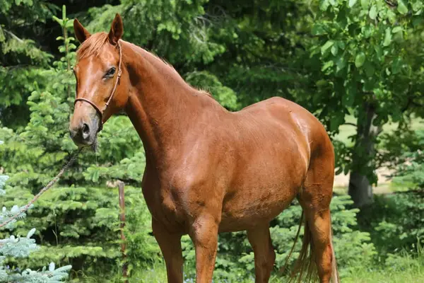 Vielseitige Trakehnerstute "Valea", liebevoll & intelligent