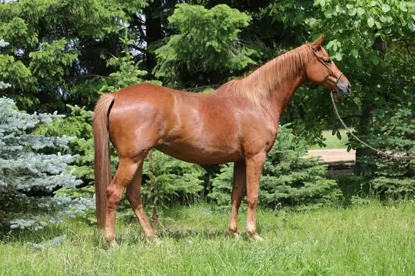 Vielseitige Trakehnerstute "Valea", liebevoll & intelligent