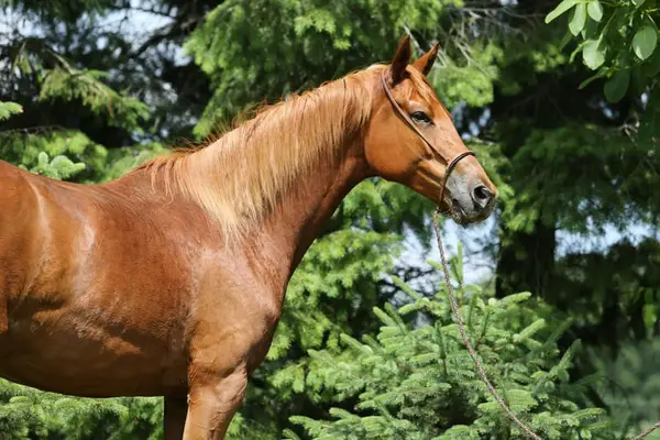 Vielseitige Trakehnerstute "Valea", liebevoll & intelligent