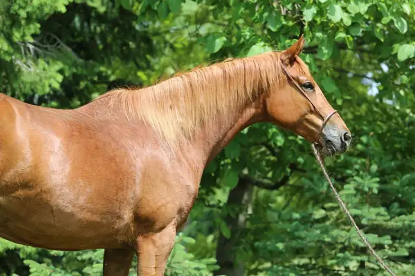 Vielseitige Trakehnerstute "Valea", liebevoll & intelligent