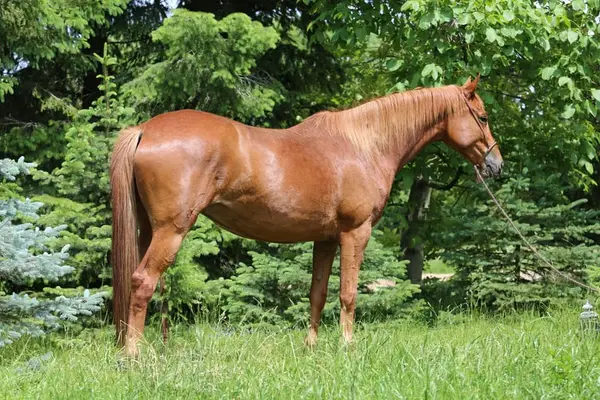 Vielseitige Trakehnerstute "Valea", liebevoll & intelligent