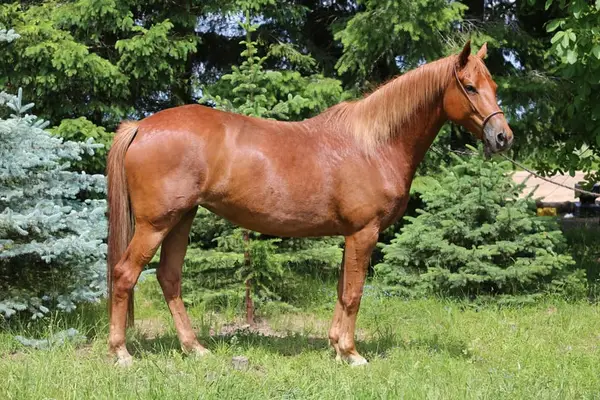 Vielseitige Trakehnerstute "Valea", liebevoll & intelligent