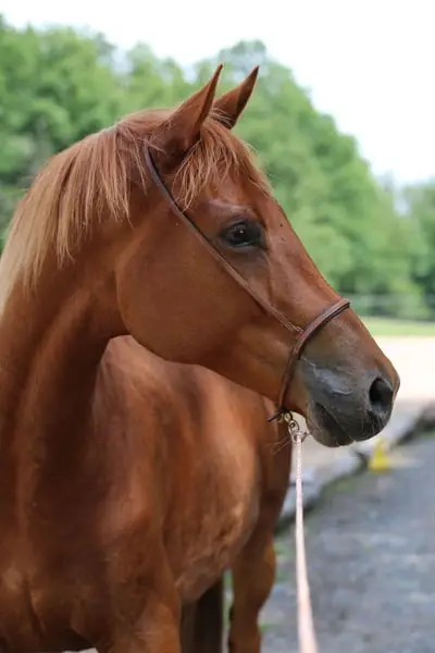 Vielseitige Trakehnerstute "Valea", liebevoll & intelligent