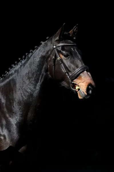 sensitive, pretty half-bred mare by Armand xx