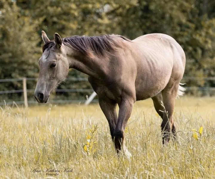 Außergewöhnlicher Buckskin Quarter Junghengst