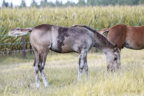 Außergewöhnlicher Buckskin Quarter Junghengst