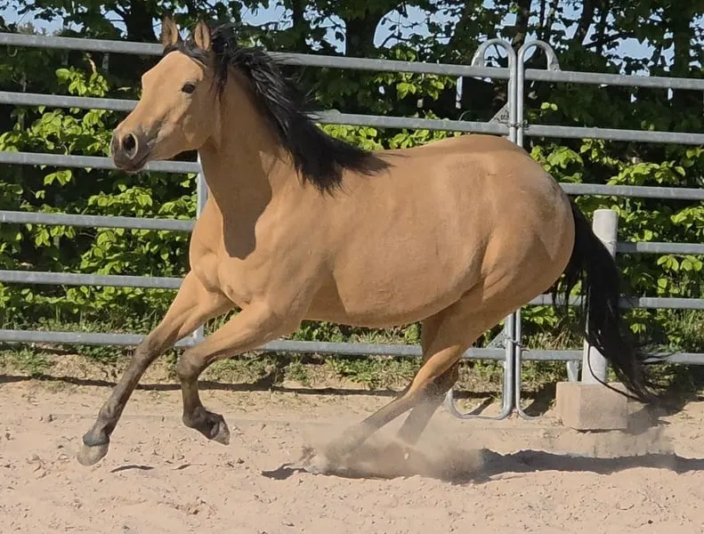 Traumhafte Buckskin Quarterhorse Stute