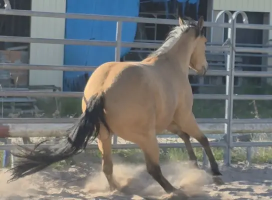 Traumhafte Buckskin Quarterhorse Stute