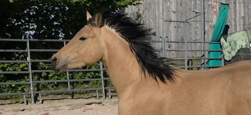 Traumhafte Buckskin Quarterhorse Stute