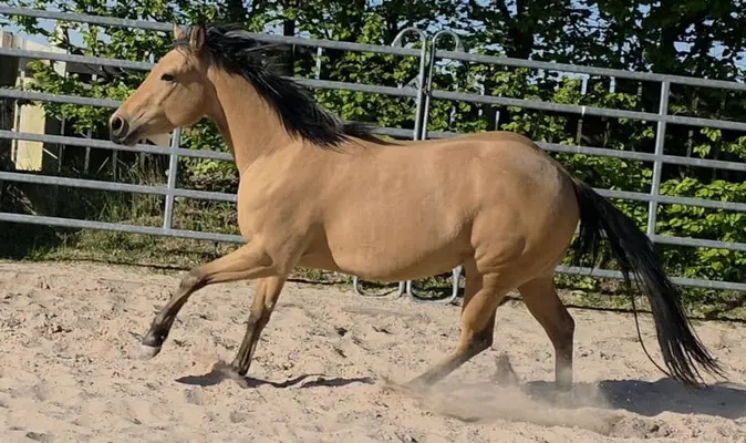 Traumhafte Buckskin Quarterhorse Stute