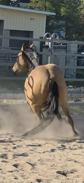 Traumhafte Buckskin Quarterhorse Stute