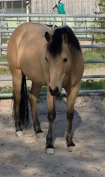 Traumhafte Buckskin Quarterhorse Stute