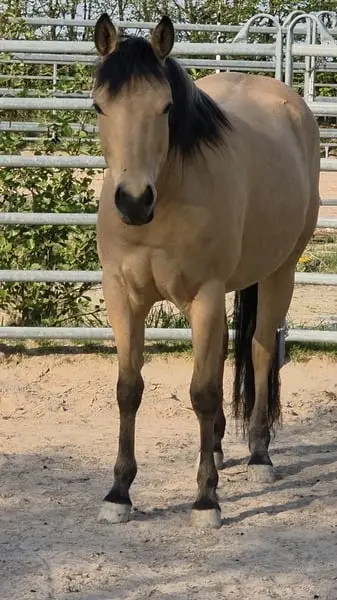 Traumhafte Buckskin Quarterhorse Stute