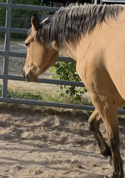 Traumhafte Buckskin Quarterhorse Stute