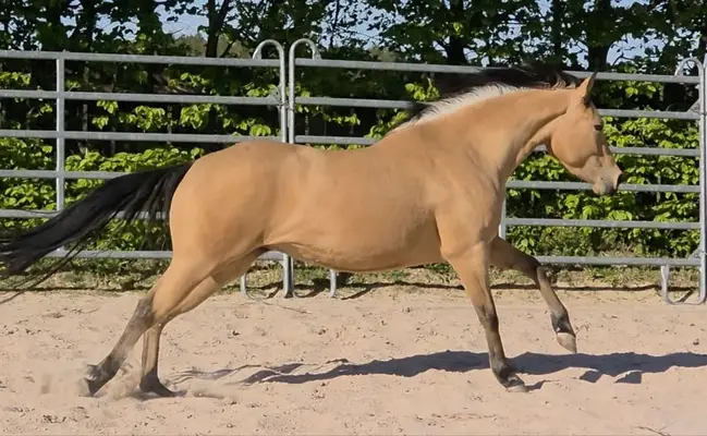 Traumhafte Buckskin Quarterhorse Stute