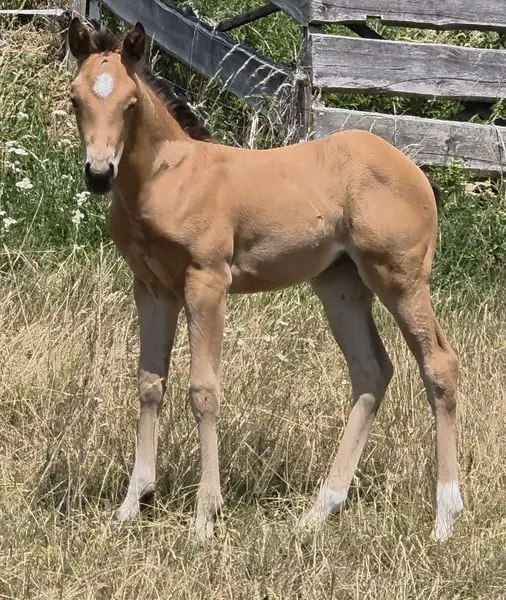AQH Stute - Buckskin-Juwel mit viel Power
