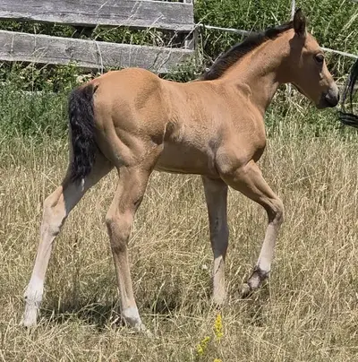 AQH Stute - Buckskin-Juwel mit viel Power