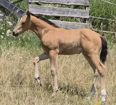 AQH Stute - Buckskin-Juwel mit viel Power