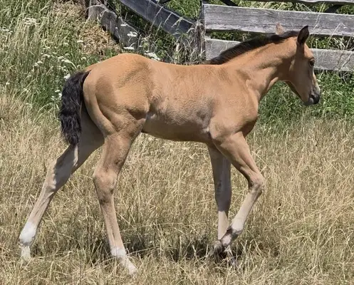 AQH Stute - Buckskin-Juwel mit viel Power
