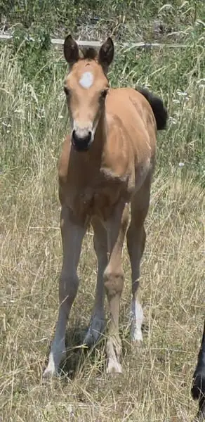 AQH Stute - Buckskin-Juwel mit viel Power