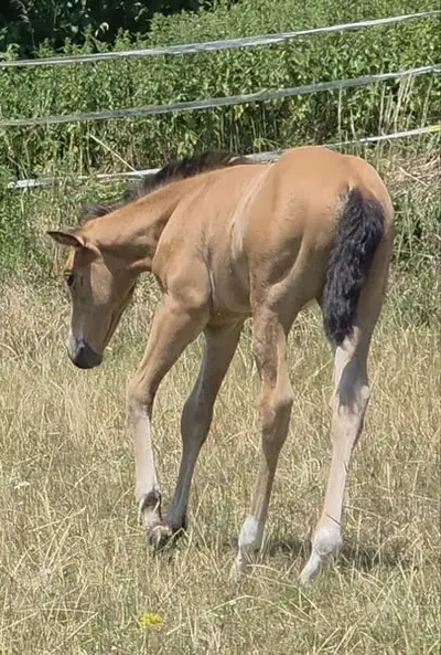 AQH Stute - Buckskin-Juwel mit viel Power