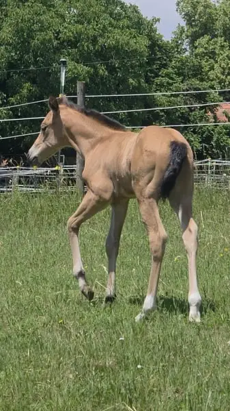 AQH Stute - Buckskin-Juwel mit viel Power