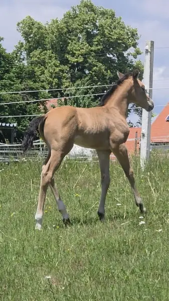 AQH Stute - Buckskin-Juwel mit viel Power