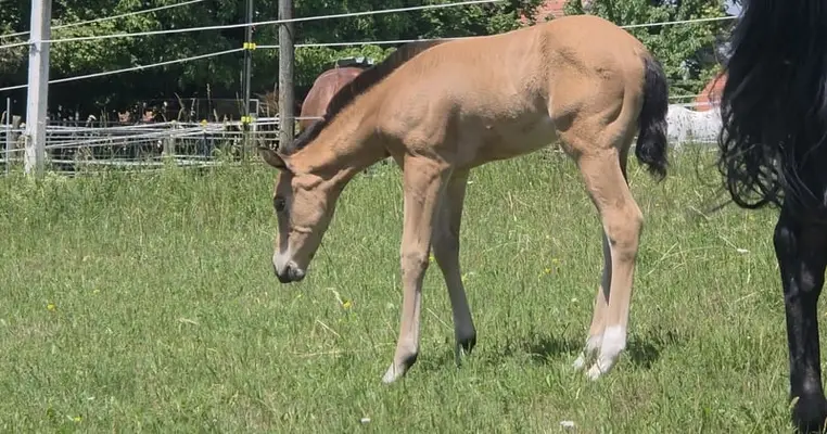 AQH Stute - Buckskin-Juwel mit viel Power