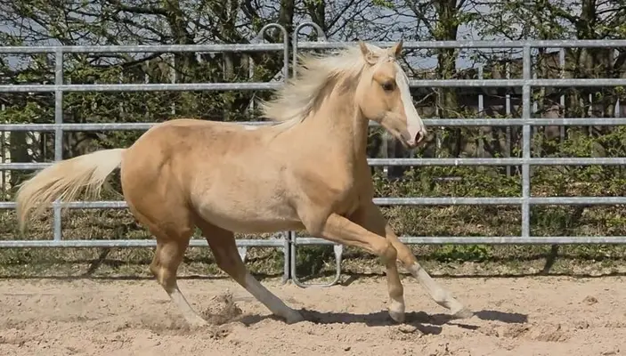 Prospecto de Vaca y Reining en Color de Ensueño
