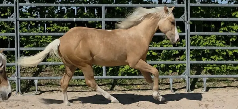 Cow and Reining Prospekt in Traumfarbe