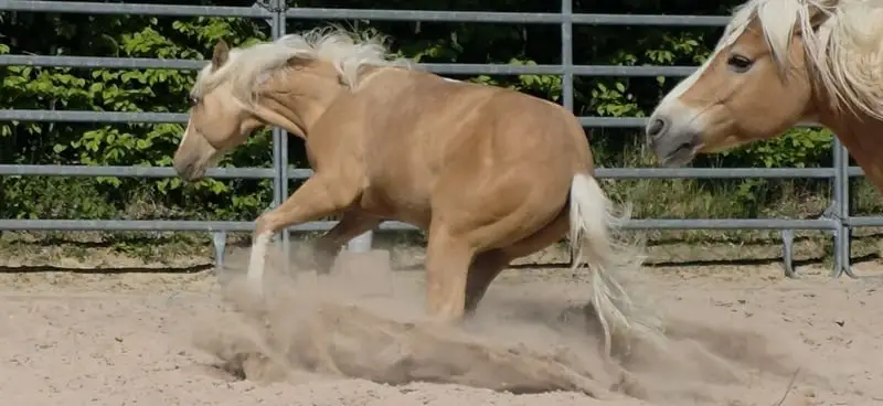 Cow and Reining Prospekt in Traumfarbe