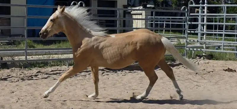 Cow and Reining Prospekt in Traumfarbe