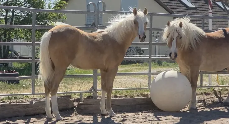 Cow and Reining Prospekt in Traumfarbe