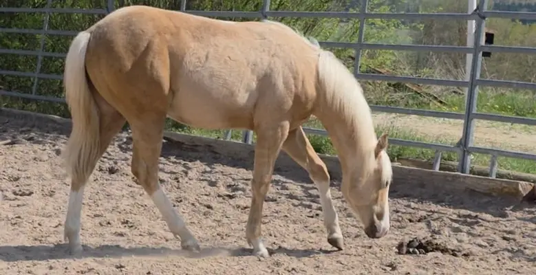 Cow and Reining Prospekt in Traumfarbe