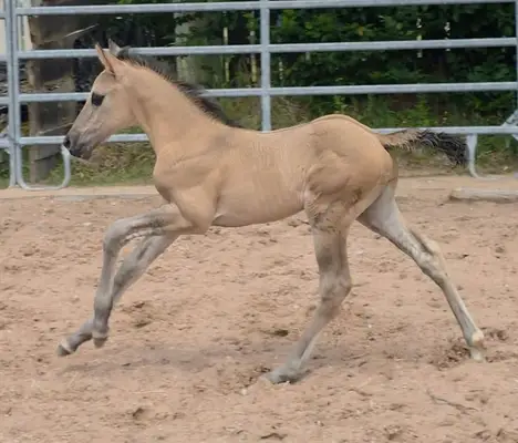 Joven de ensueño Quarter en Grullo: HEs Twisten Thunder "Flint"