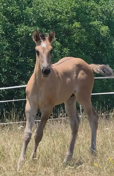 Traum-Quarter Youngster in Grullo: HEs Twisten Thunder „Flint“